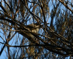 Acanthiza robustirostris