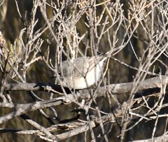 Acanthiza robustirostris