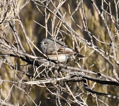 Acanthiza robustirostris