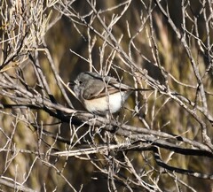 Acanthiza robustirostris