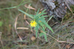 Hieracium umbellatum