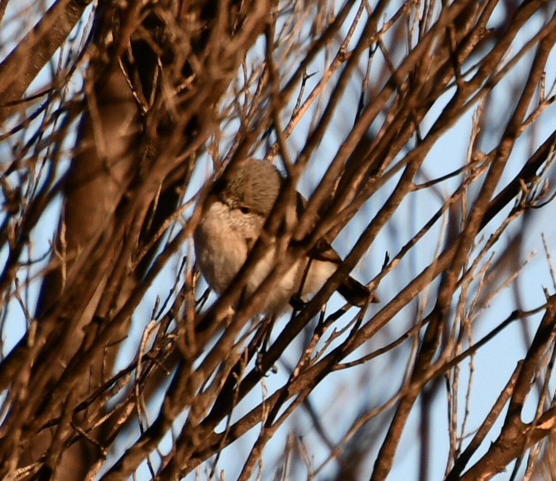 Slaty-backed Thornbill (Acanthiza robustirostris), photo 6