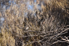 Acanthiza robustirostris