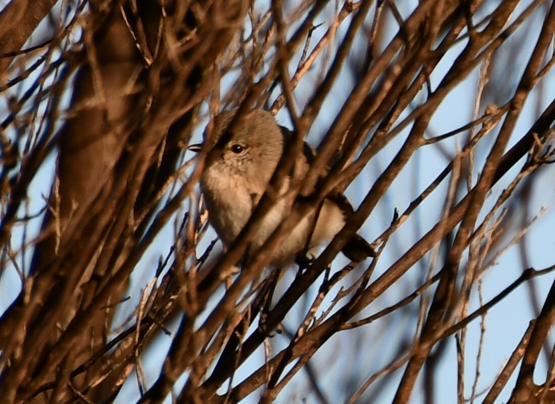 Slaty-backed Thornbill (Acanthiza robustirostris), photo 7