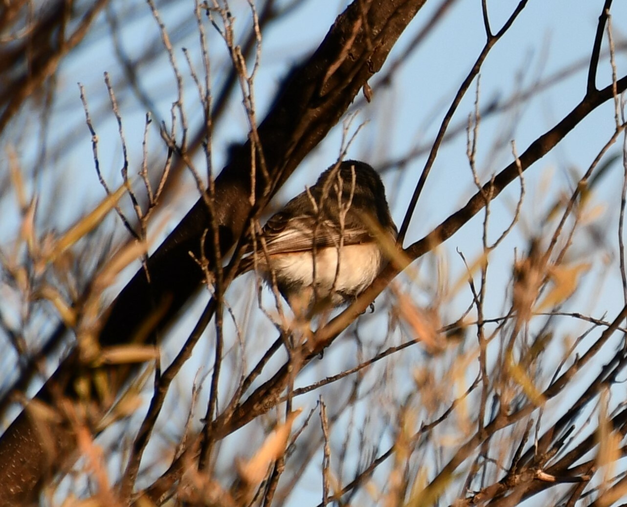 Slaty-backed Thornbill (Acanthiza robustirostris), photo 5