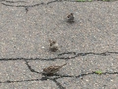 Passer domesticus