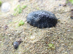 Onchidella nigricans