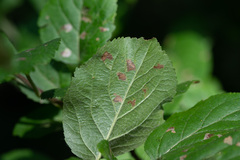 Stigmella