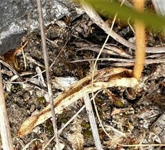Glossodia major