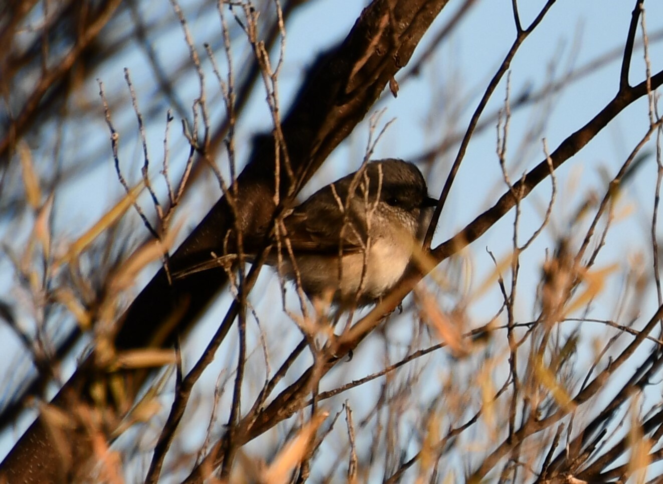 Slaty-backed Thornbill (Acanthiza robustirostris), photo 4