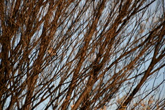 Acanthiza robustirostris