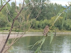 Passer domesticus