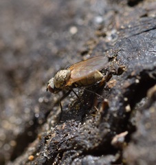 Fucellia