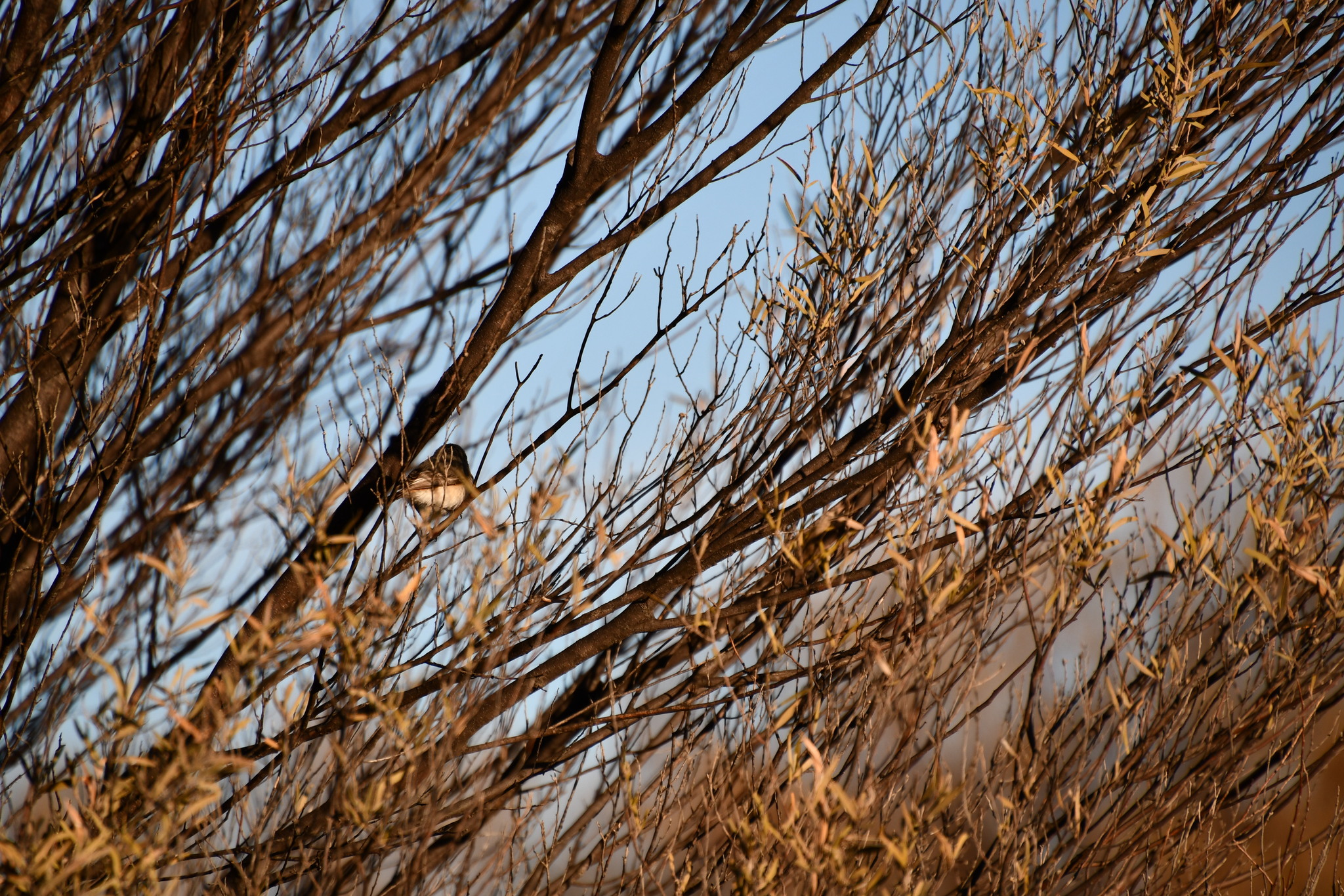 Slaty-backed Thornbill (Acanthiza robustirostris), photo 9