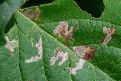 Stigmella