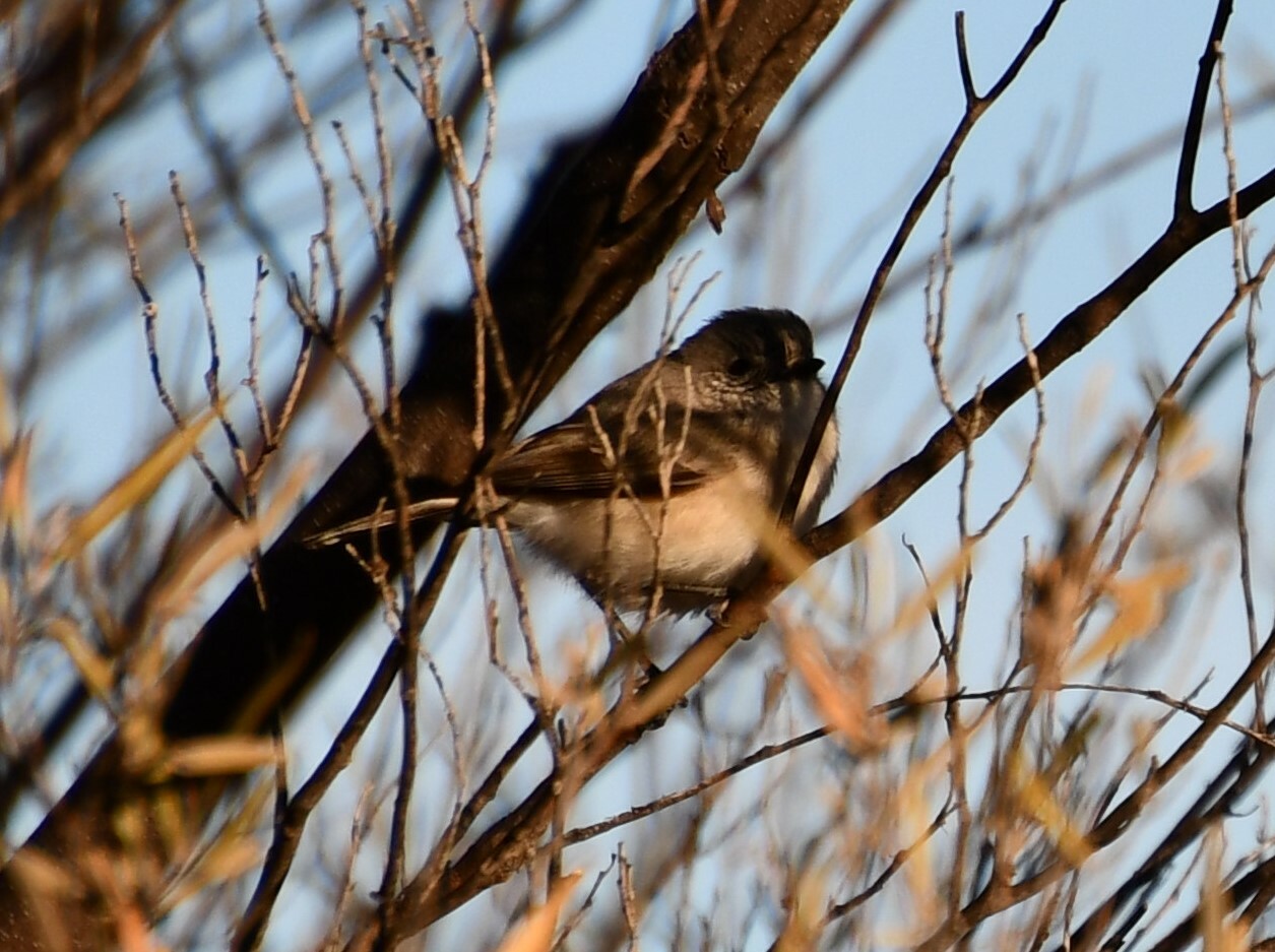 Slaty-backed Thornbill (Acanthiza robustirostris), photo 3