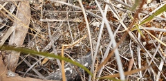 Glossodia major
