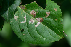 Stigmella