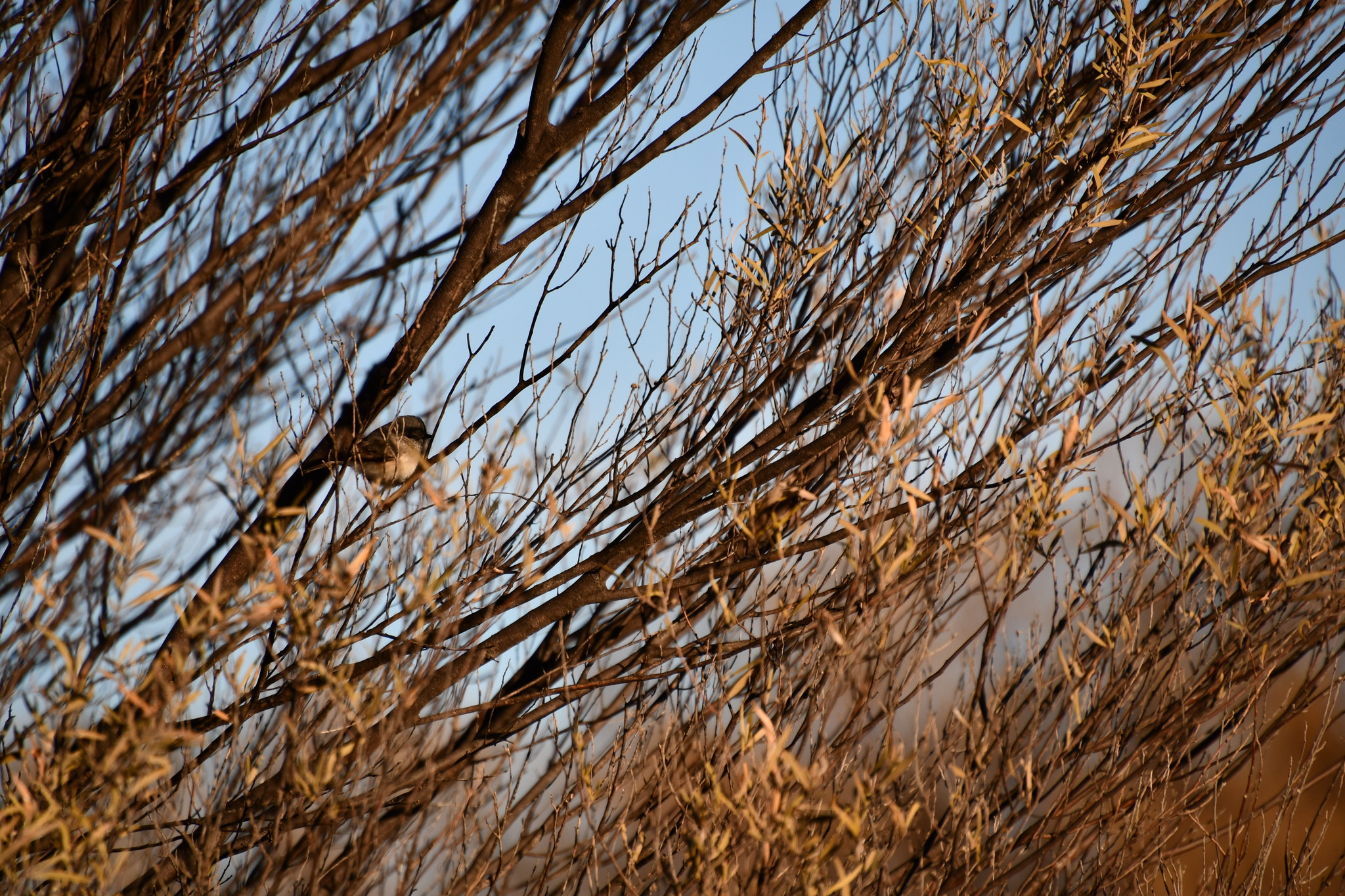 Slaty-backed Thornbill (Acanthiza robustirostris), photo 10