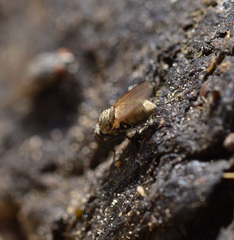 Fucellia