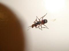 Formica rufa