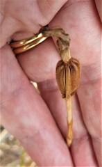 Glossodia major