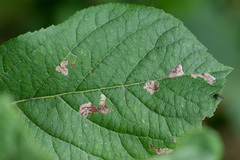 Stigmella