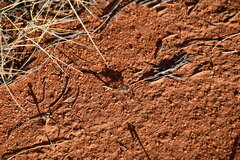 Diplacodes bipunctata