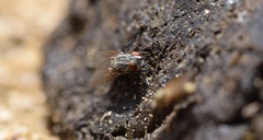 Muscoidea