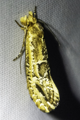 Moerarchis inconcisella