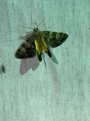 Catocala lineella