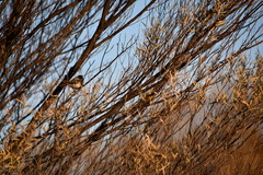 Acanthiza robustirostris