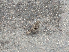 Passer domesticus