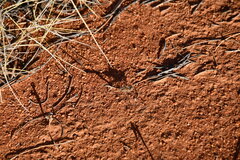 Diplacodes bipunctata