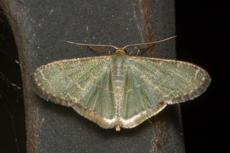 Triangular Winged Insect Triangular Wave from Fraser's Hill, Pahang, Malaysia on July 16, 2014 ...