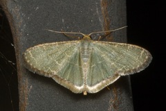 Lophophleps triangularis