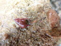 Prothalotia pulcherrima