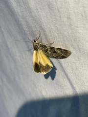 Catocala lineella