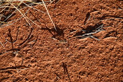 Diplacodes bipunctata