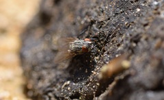 Muscoidea
