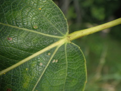 Populus × generosa