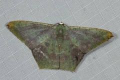 Chloroglyphica variegata