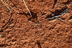 Diplacodes bipunctata