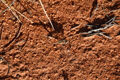 Diplacodes bipunctata