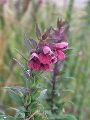 Odontites vulgaris