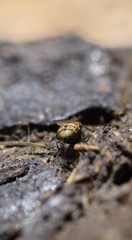 Muscoidea