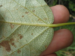 Populus × generosa