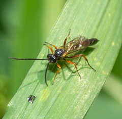 Ichneumonoidea