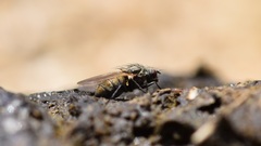 Muscoidea