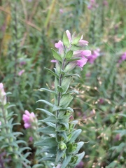 Odontites vulgaris